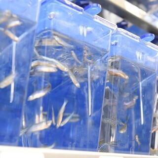 【大学院大学求人】ゼブラフィッシュ飼育※通勤手当あり 4D258