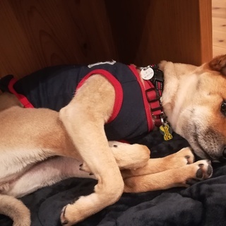 犬の散歩代行の画像