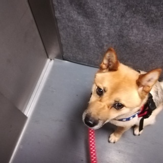 犬の散歩代行の画像