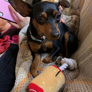 小型犬のLINEグルチャ