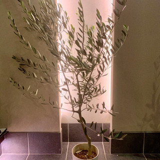 オリーブの木　ルッカの画像