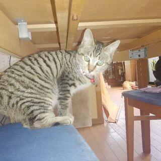 超人間大好き甘えん坊キジ猫♂アオ君