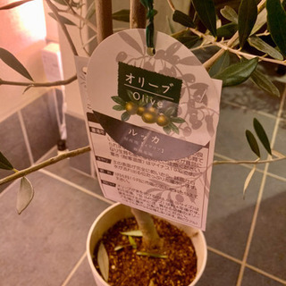 オリーブの木　ルッカの画像