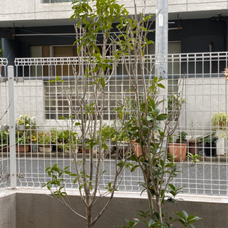 木、植物（キンモクセイ　1.7m露地　左の方　1本）