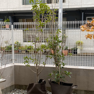 木、植物（キンモクセイ　1.7m露地　左の方　1本）の画像