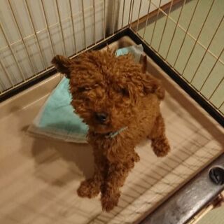 １１月１日生まれの一歳♂です✨
