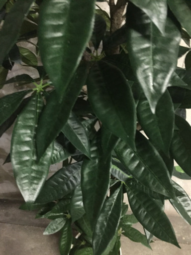 光触媒 人工観葉植物 パキラ