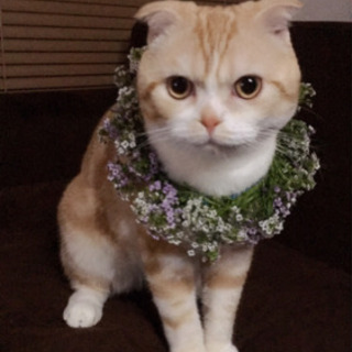 石油ストーブ格安で譲ってください