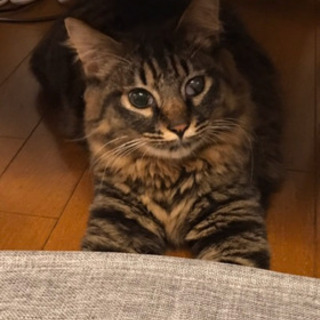 甘えん坊の元気な男の子