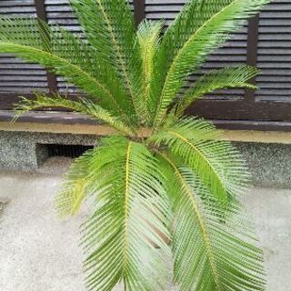 【取引中】蘇鉄　観葉植物