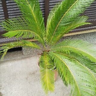 【取引中】蘇鉄　観葉植物の画像