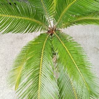 【取引中】蘇鉄　観葉植物の画像