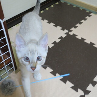 シャムミックスの男の子