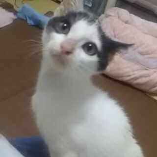 ハンサムボーイかおる君