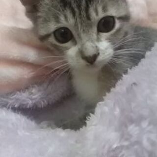 甘えん坊のあすかちゃん