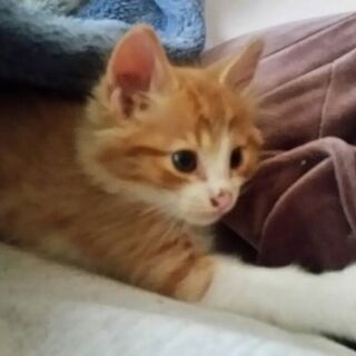 生後約3か月の保護猫の里親様を募集します