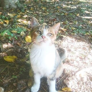 カワイイ三毛ちゃん、神様のように優しい里親さん見つかりました