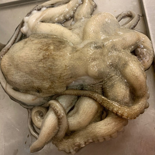 釣り好き、釣りガール、お魚食べたい − 東京都