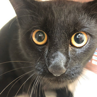 美形な黒猫の里親さん三頭募集中です！