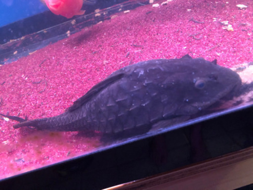アーマードプレコ　20センチオーバー