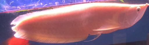 アルビノシルバーアロワナ　売れました