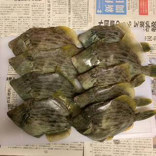 カワハギ　湾フグ　船釣りが好きな方！