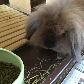 ウサギちゃんです。シスターズです^_^決まりました。