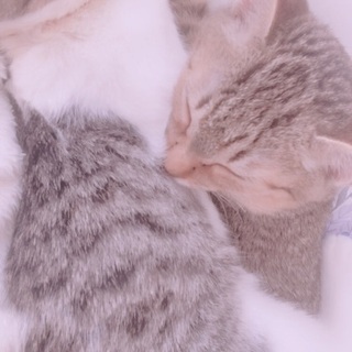 二匹おなじおうちで引き取って頂ける方（どちらかでも〇）