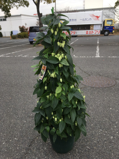 観葉植物　クレマチス　アンスエンシス耐寒