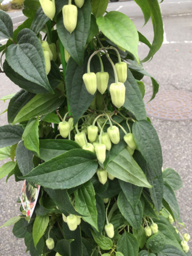観葉植物　クレマチス　アンスエンシス耐寒