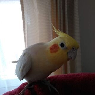 愛媛県でオカメインコを探しています。