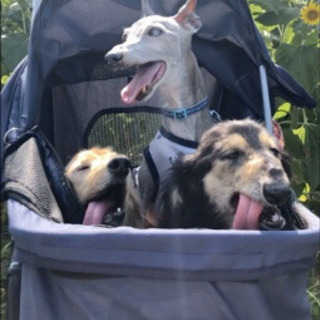ワンちゃん大好きな方 お友達になりませんか⁉️🐶🐶🐶