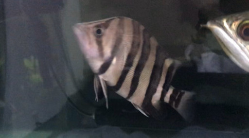 ダトニオ 13cmくらい