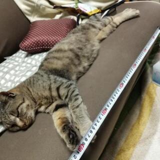 【終了しました】推定7ヶ月メスのキジトラです - 札幌市