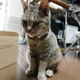 【終了しました】推定7ヶ月メスのキジトラです - 猫
