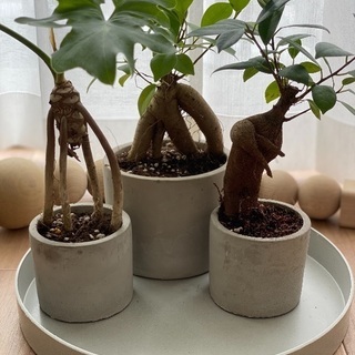変わった形のガジュマル 植物 癒し 元気 植え替え済み
