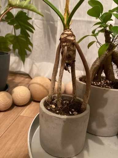 変わった形のガジュマル 植物 癒し 元気 植え替え済み