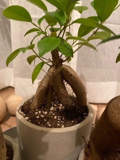変わった形のガジュマル 植物 癒し 元気 植え替え済み