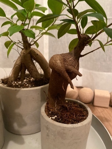 変わった形のガジュマル 植物 癒し 元気 植え替え済み