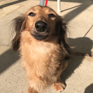 ミニチュアダックス、ブリーダー引退犬 里親さん決まりました