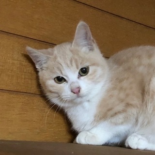 美猫のマオちゃん、里親さん募集です。
