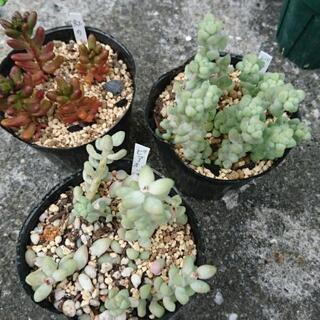 多肉植物  各種の画像