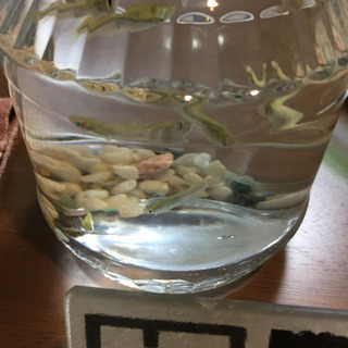 メダカの水槽と交換