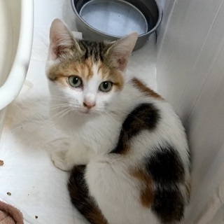 里親決定☆穏やかな三毛キジ猫ちゃん - 防府市