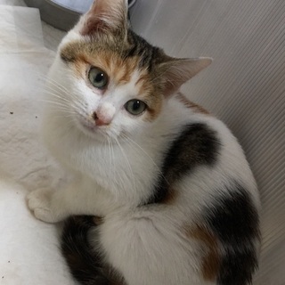 里親決定☆穏やかな三毛キジ猫ちゃん