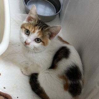里親決定☆穏やかな三毛キジ猫ちゃん − 山口県