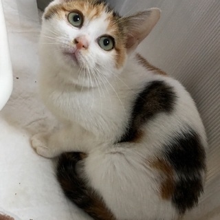 里親決定☆穏やかな三毛キジ猫ちゃん - 猫