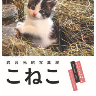 こねこ展❣️見に行きませんか❓🐈✨