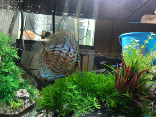 熱帯魚、水槽セット
