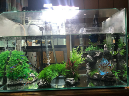 熱帯魚、水槽セット